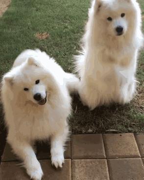 金毛哈士奇萨摩阿拉斯加,哈士奇阿拉斯加萨摩拉雪橇视频