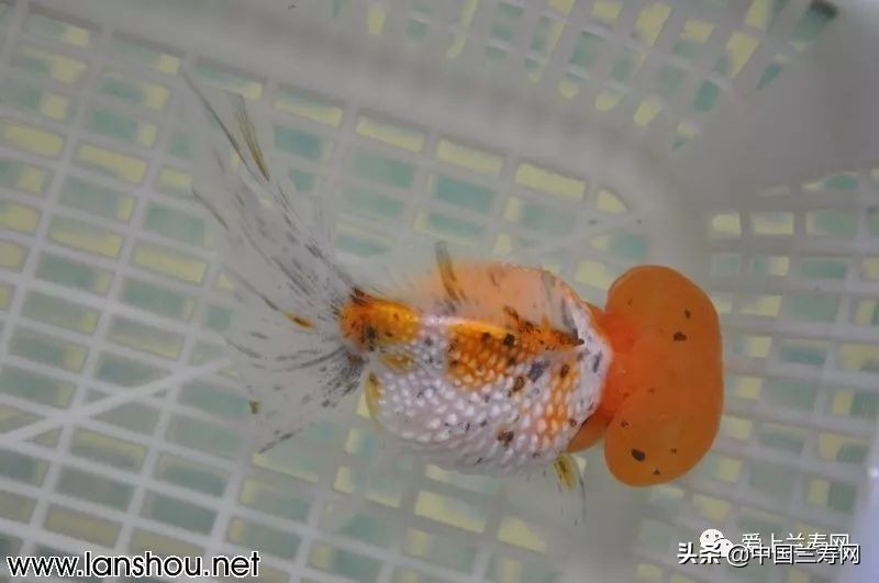 国宝级皇冠珍珠金鱼视频,皇冠珍珠金鱼视频