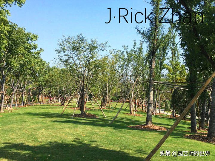 适合北方庭院种植的低矮草坪,家庭庭院怎样混搭种植草坪和蔬菜