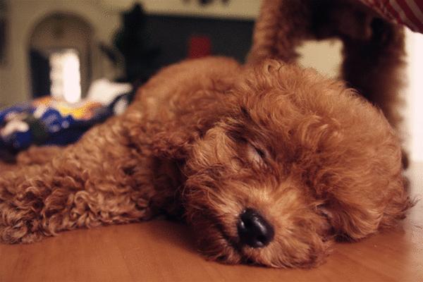 贵宾犬多久驱虫一次,饲养贵宾犬6大禁忌有哪些