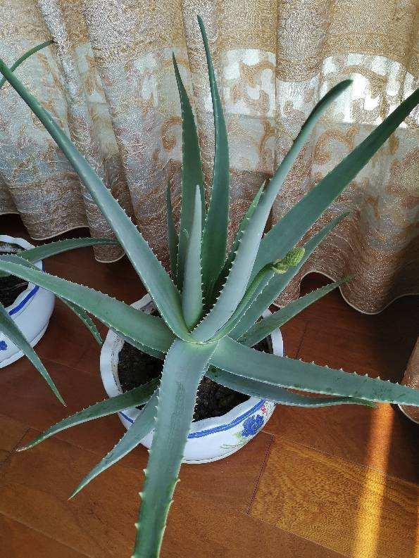 漂亮女人适合养什么花,适合盆栽的女人花