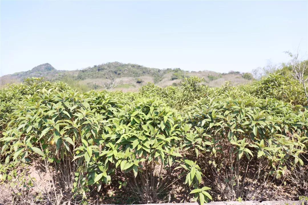 新农33期|白沙细水乡王安茂种植的黎族奇药裸花紫珠