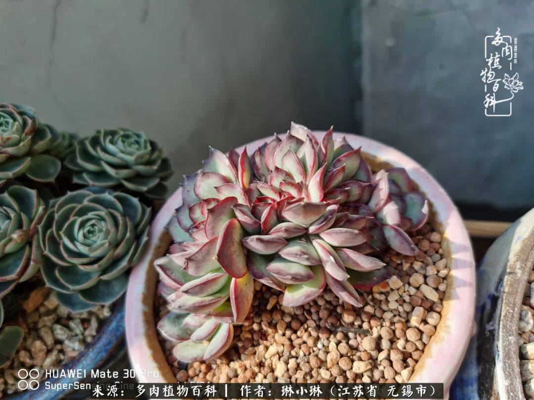 又到多肉变美时，一切都鼓励我积极向前