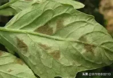 怎样预防番茄重茬,秋季阴雨天番茄病害预防