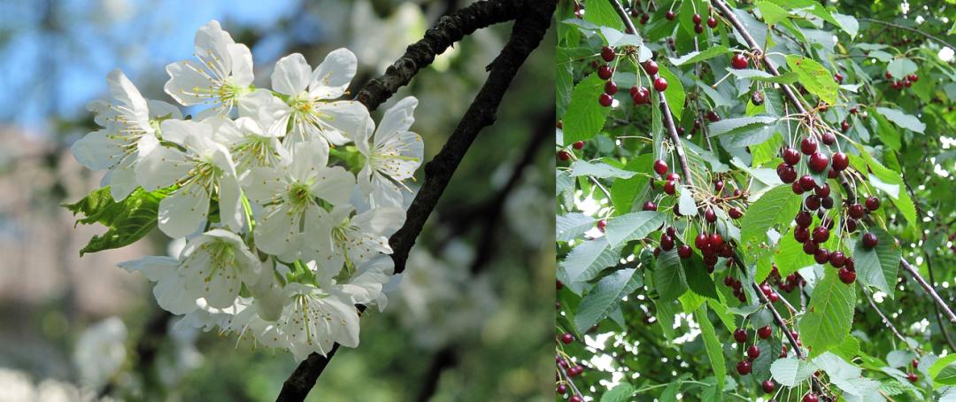 樱花结的果实叫樱桃吗,樱花结出来的果子是樱桃吗