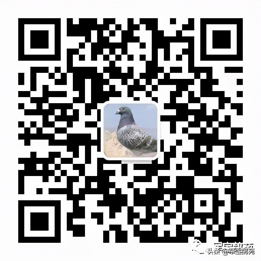 鸽子体外寄生虫怎么治疗,鸽子体内有寄生虫用什么药