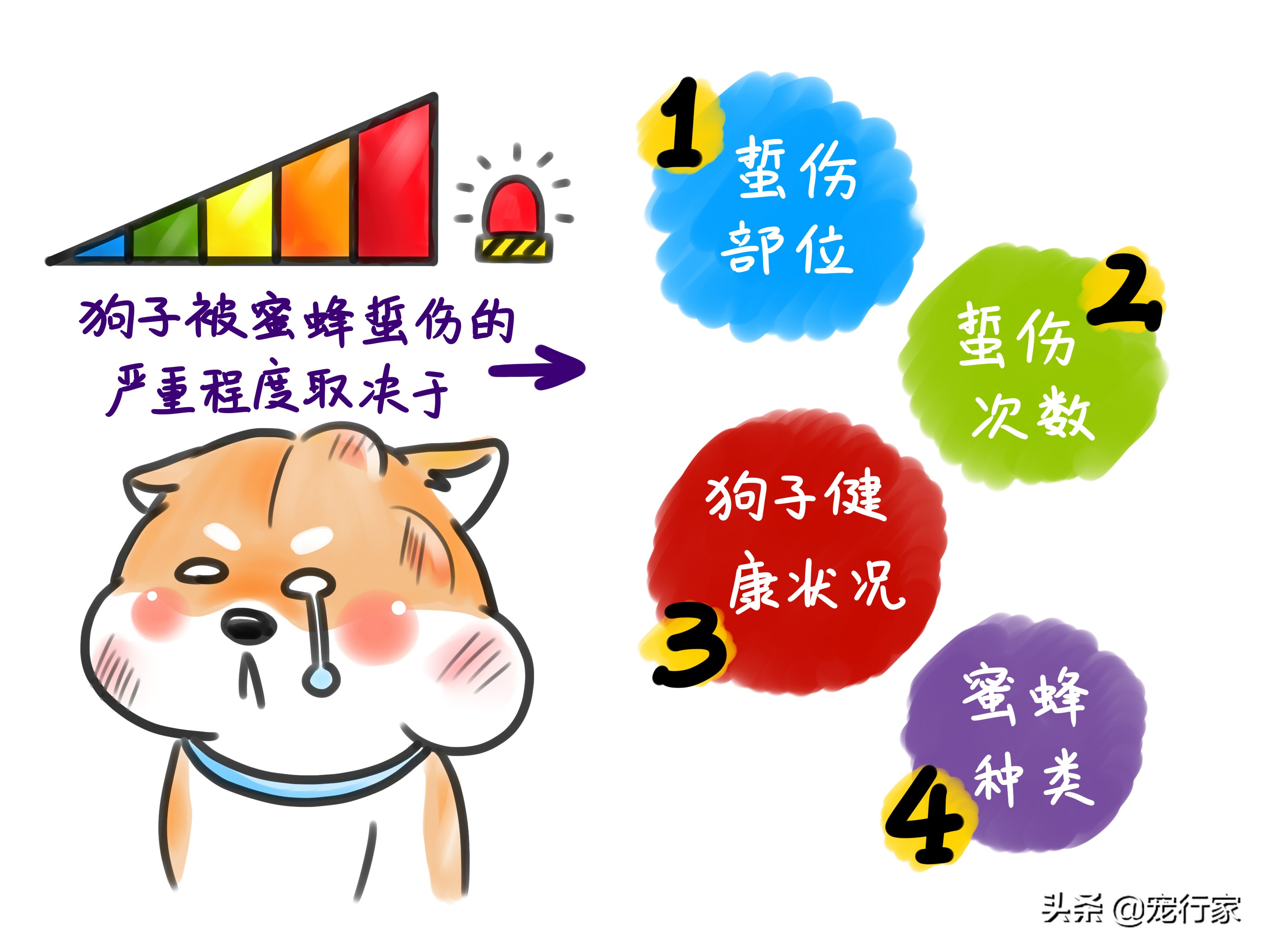 狗被蜜蜂蜇伤怎么办,狗狗被蜜蜂蛰了肿了不精神怎么办