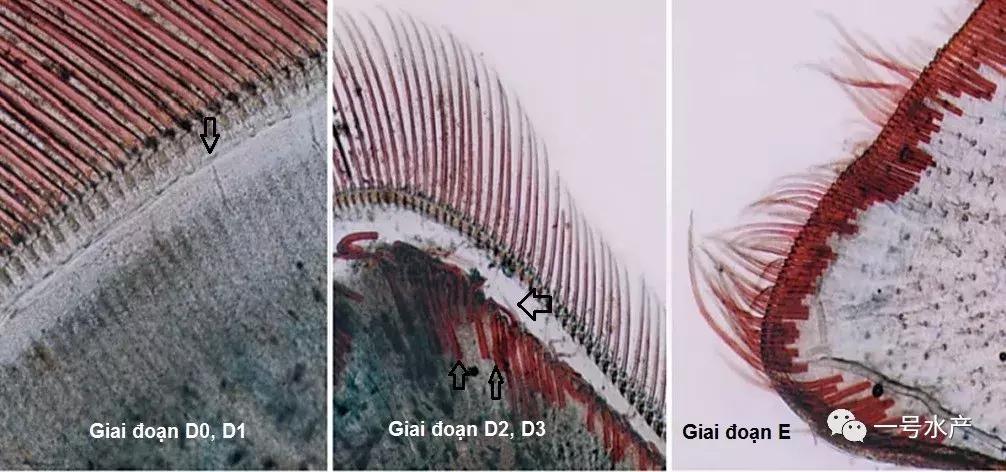 养虾脱壳期技巧和注意事项,养殖虾脱壳后需补什么