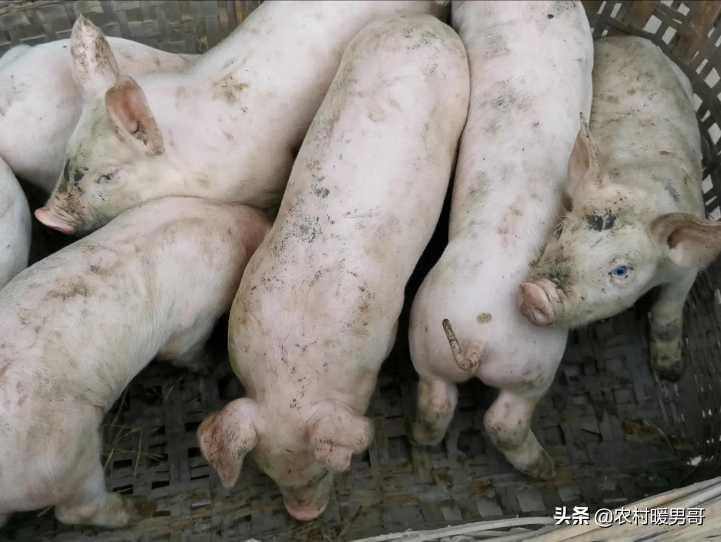 带大家一起走进乡村生活,农村生活带你体验