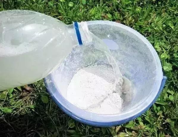 月季杀虫最有效液,什么植物可以帮月季杀虫