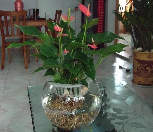 红掌怎么防止黄叶,红掌如何防虫害