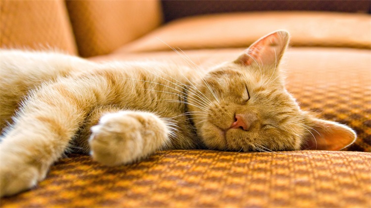 猫咪新手适合养哪个品种的猫,猫咪攻略新手小白养猫指南