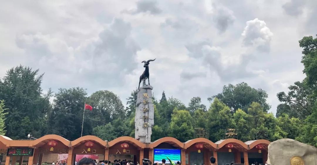 1h刹拢！想看大熊猫就去这3个地方，人少像包场，散养小熊猫