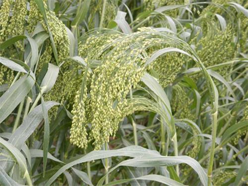 五谷杂粮哪5种五谷,五谷杂粮指的是什么米