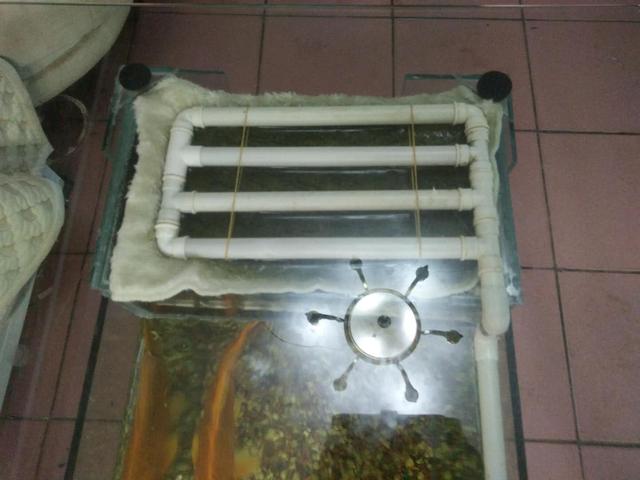 鱼缸添加硝化细菌后水变白浑浊,鱼缸添加硝化细菌