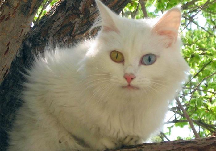 白毛蓝眼睛的猫咪是什么品种,白毛蓝眼睛的猫性格