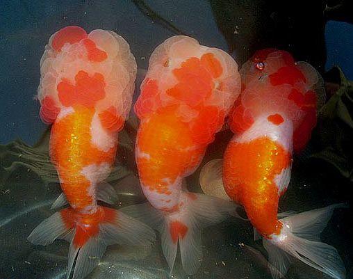 饲养观赏鱼药品有哪些,观赏鱼用的东西