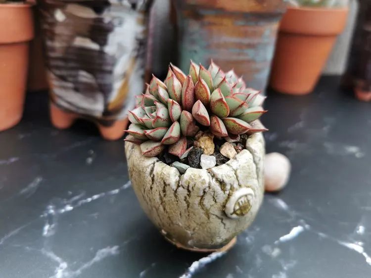 我和多肉,我与多肉