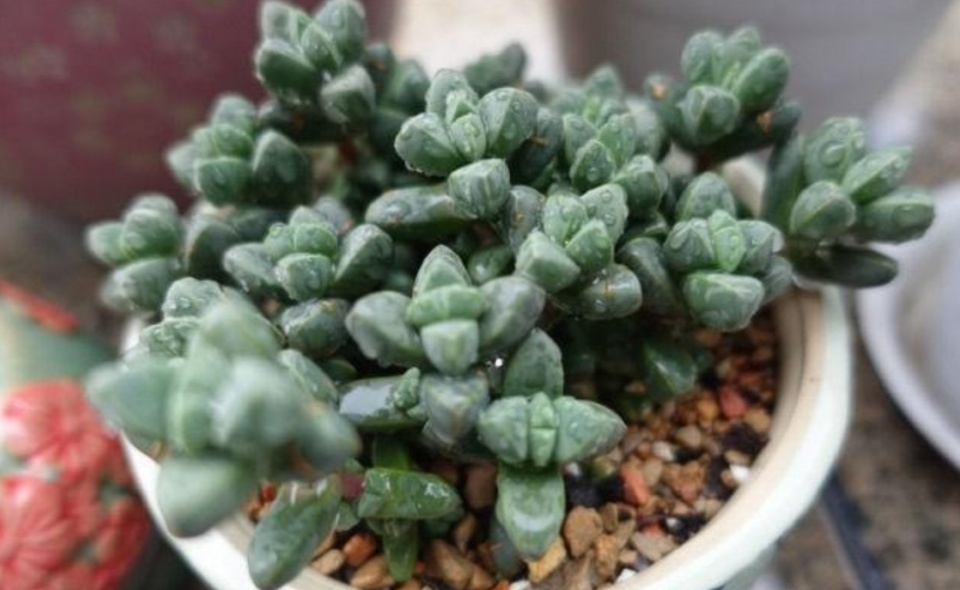 抖音卖多肉年赚上百万的主播,小伙直播卖水果挣千万