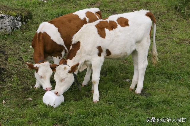 养牛千万别得罪人,养牛有几大坑