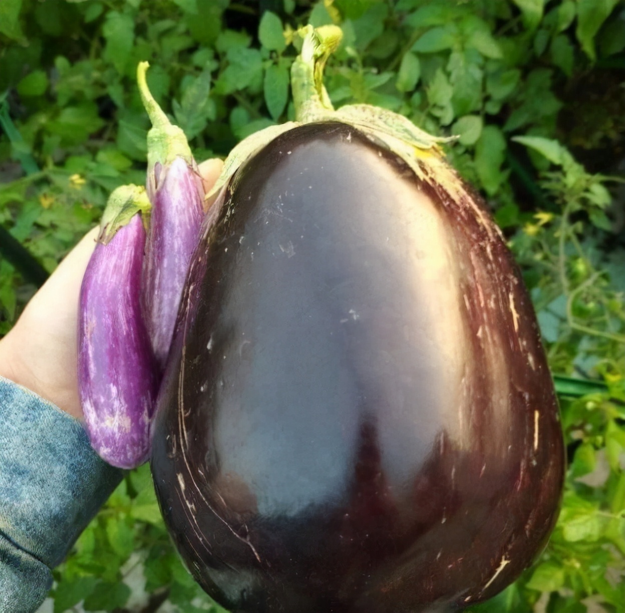 “太空作物”成员——太空茄子