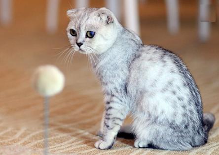 折耳猫发病治疗方法,折耳猫遗传病的详细介绍