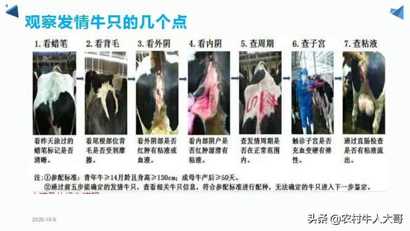 奶牛产后子宫净化保健实施方案ppT课件