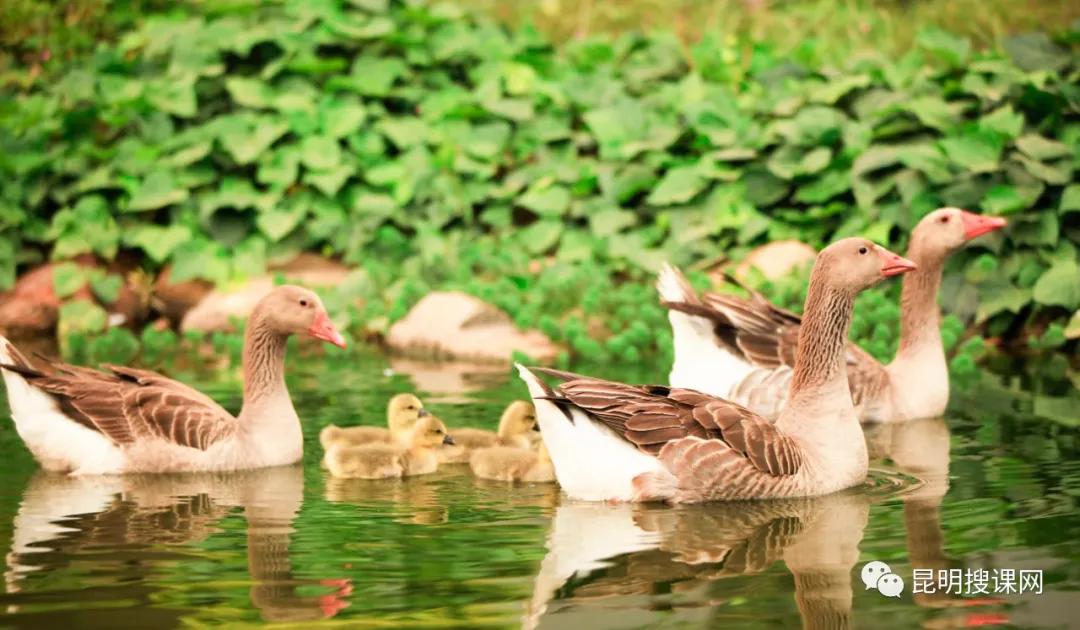 昆明市第十中学官网,昆明市第十中学求实校区2019级