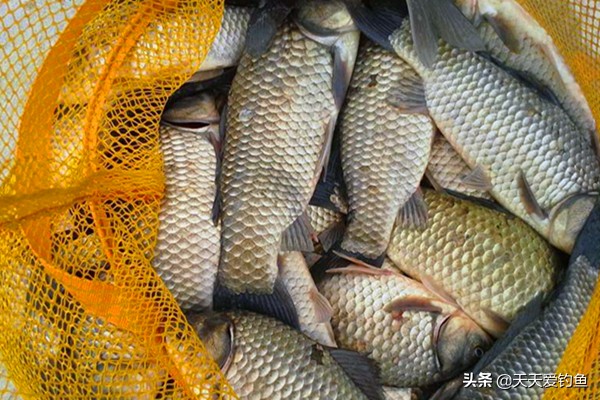 矶竿滑漂冬季钓鲫鱼方法,矶竿滑漂冬季如何钓鲫鱼