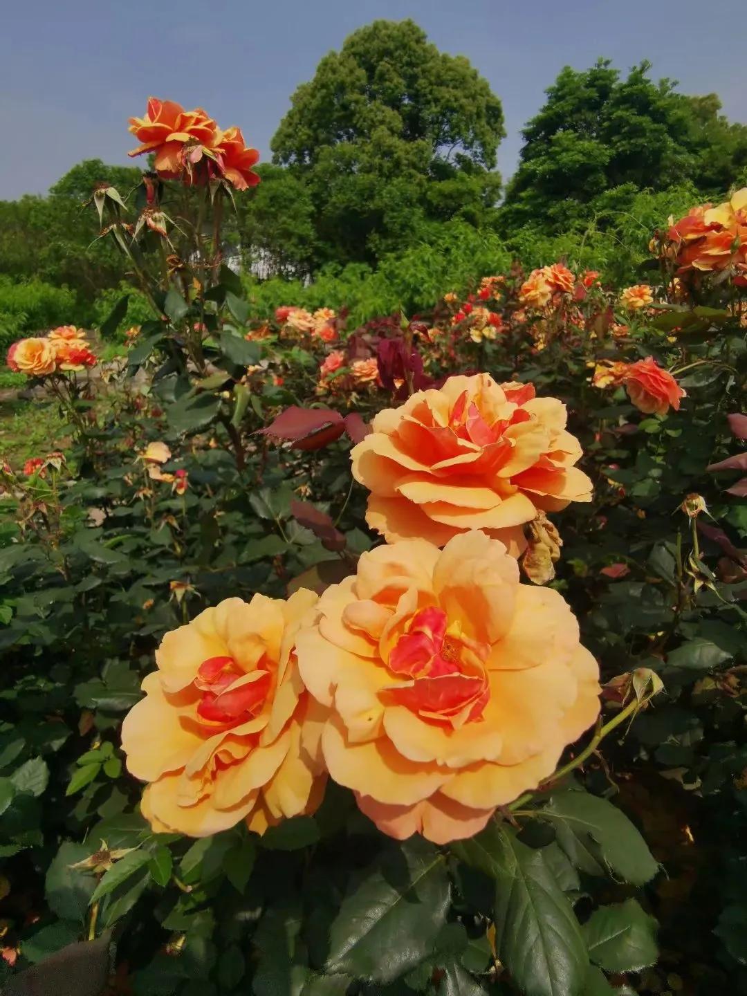 舟山桃花岛最佳旅游时间,舟山桃花岛游玩攻略