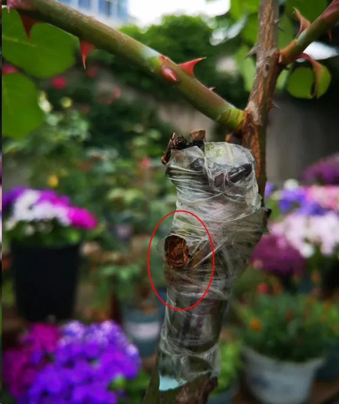 棒棒糖月季现在需要剪枝吗,种植棒棒糖