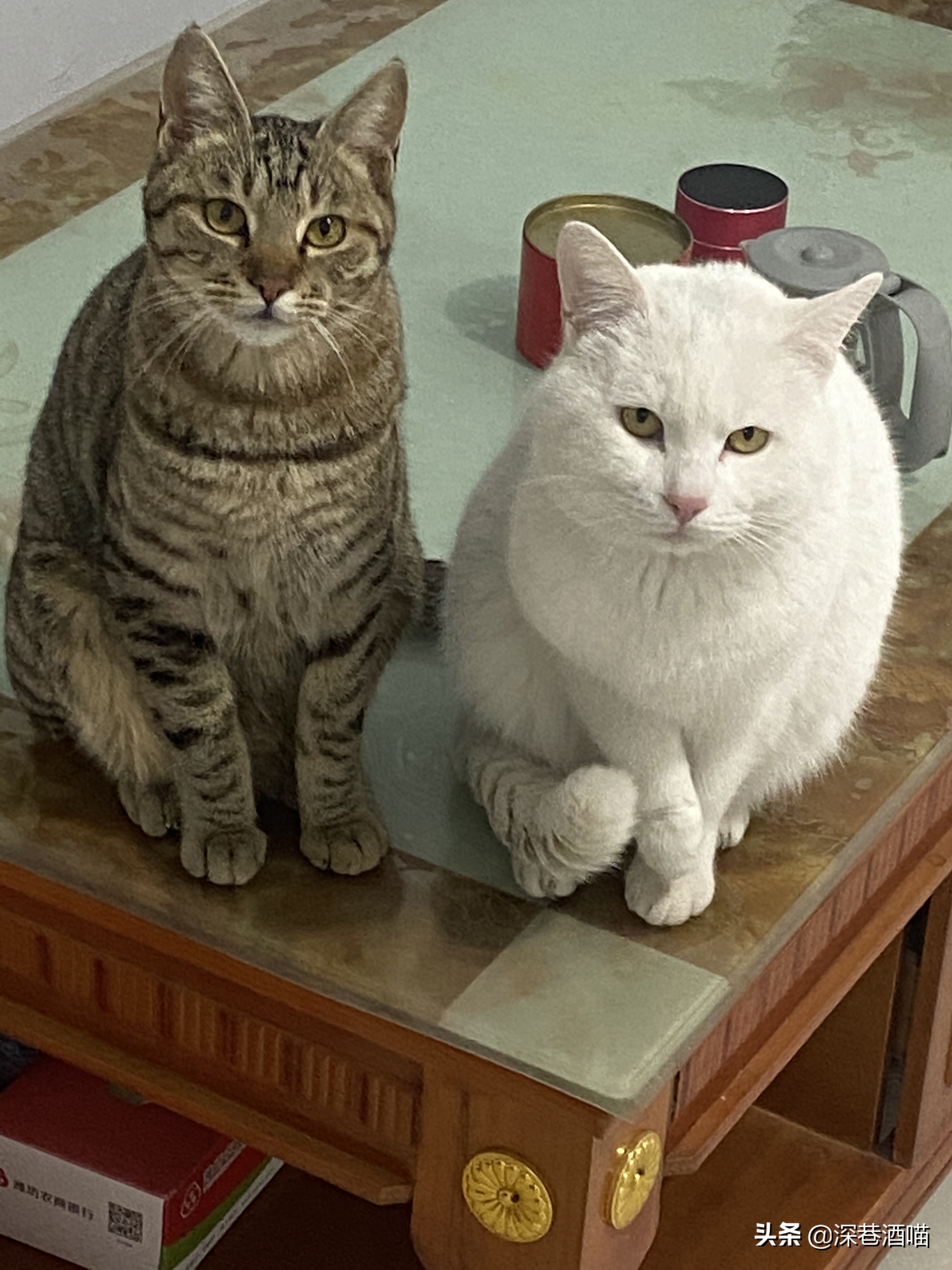 中国的田园犬有多聪明,田园猫的身体素质有多强