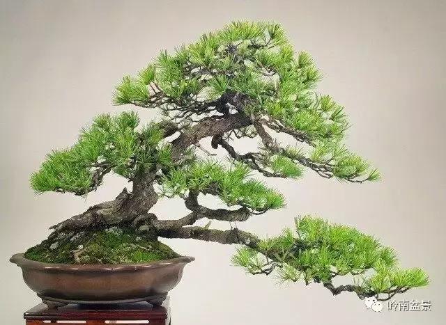 临水式金弹子盆景图片大全欣赏,看盆景展里赏心悦目的盆景