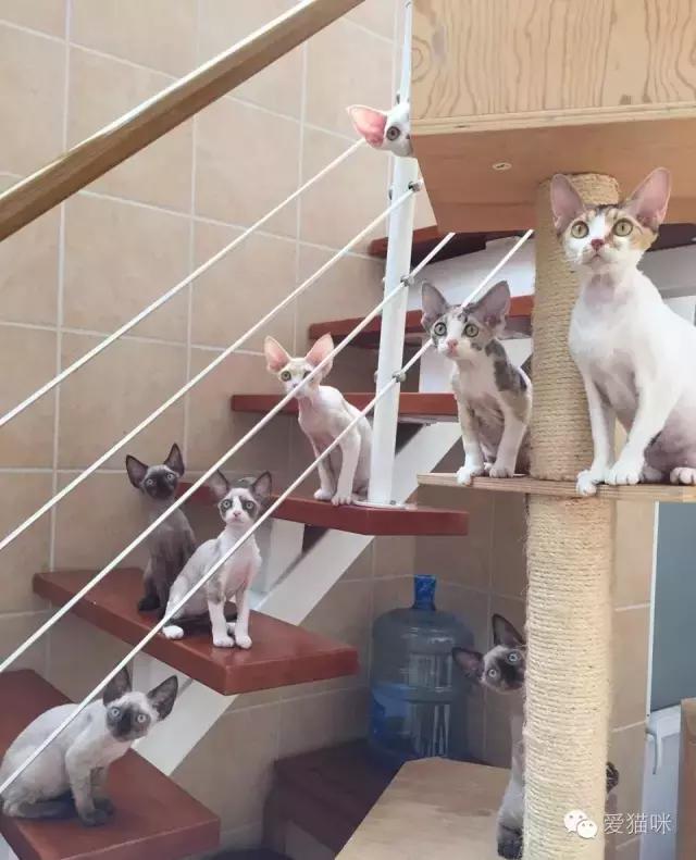 猫咪图鉴,七喵德文卷毛猫