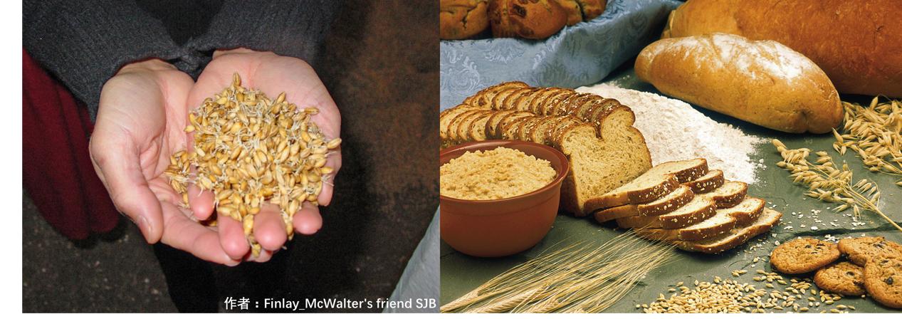 30年后可能吃不到巧克力,三十年后吃不到巧克力了