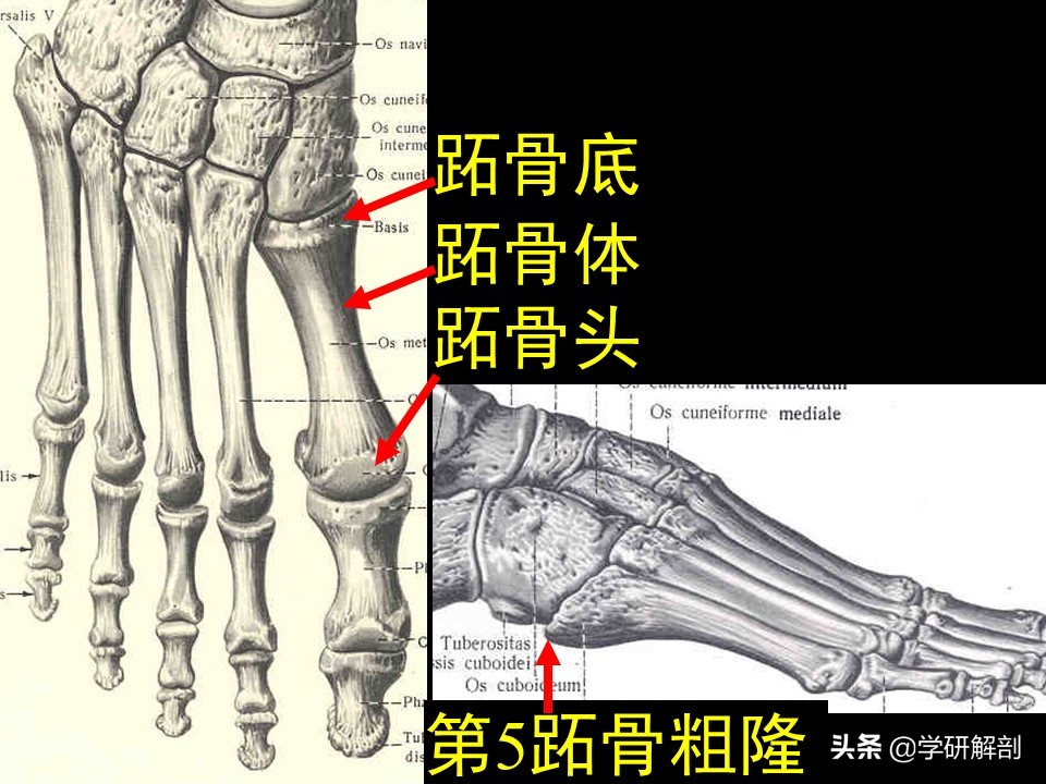 手骨和足骨各有多少块,手骨的腕骨相当于足骨的什么骨