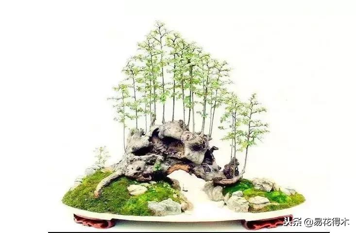 丛林式精品盆景欣赏,丛林盆景浅盆