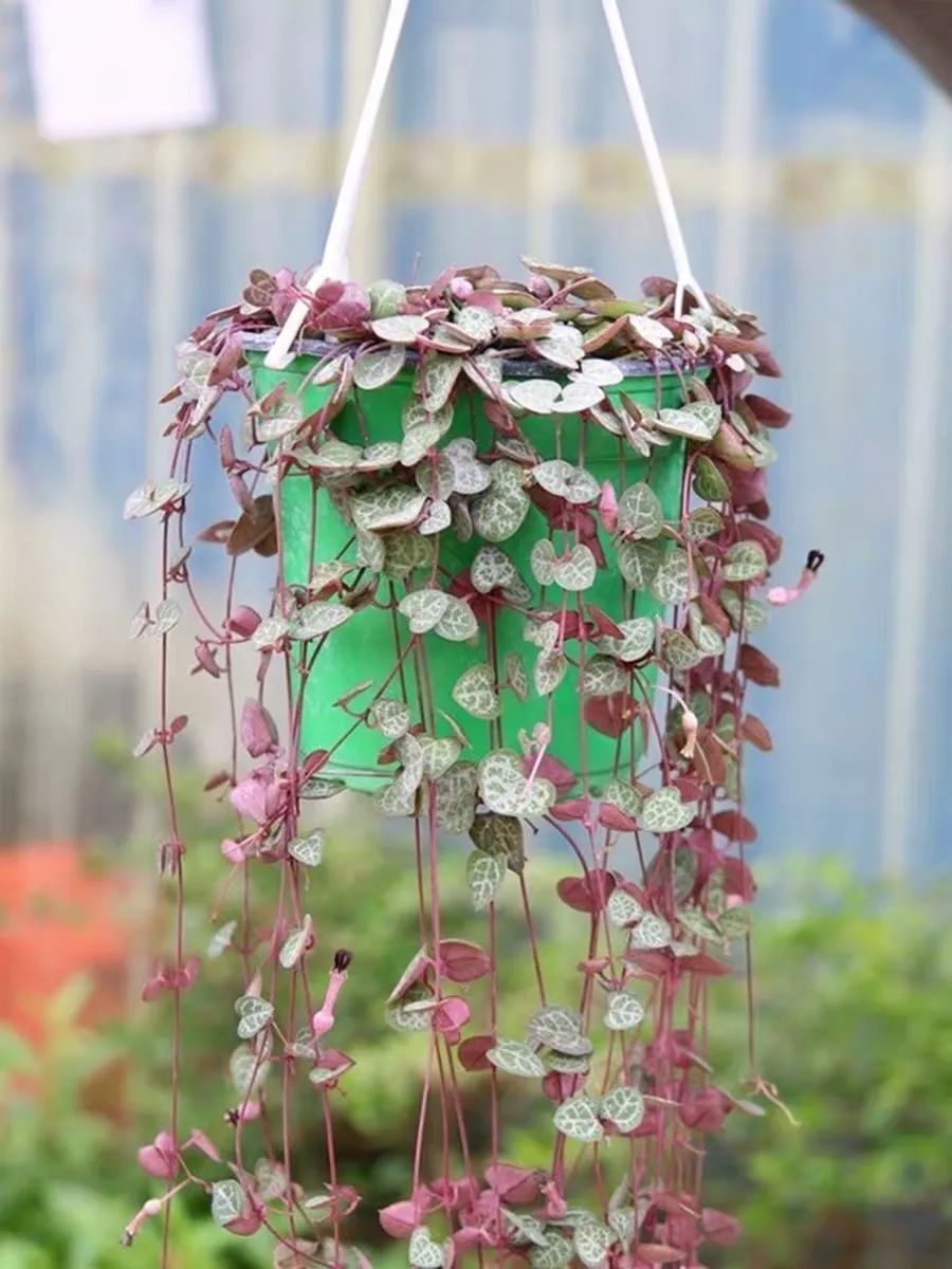 推荐4种垂吊花，不开花也好看，家里养几盆，呼呼长成绿窗帘