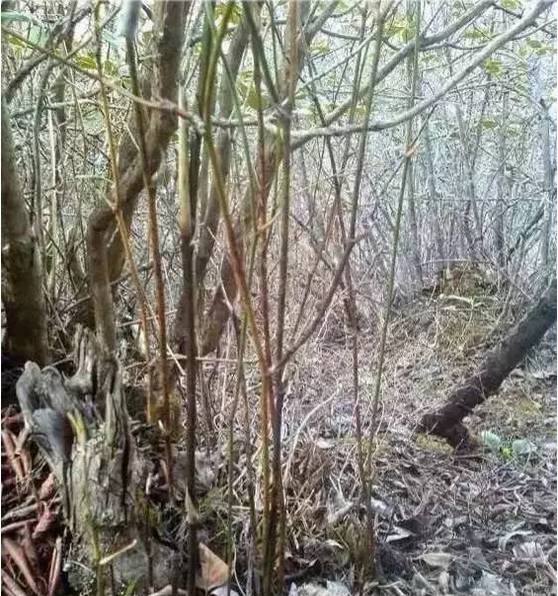 等疫情结束了我想回趟老家,等疫情结束了我想回安徽