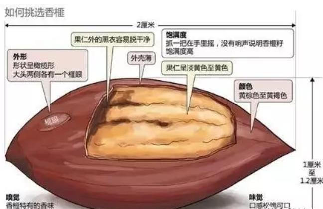 诸暨特产香榧营养价值,香榧果有哪些营养价值