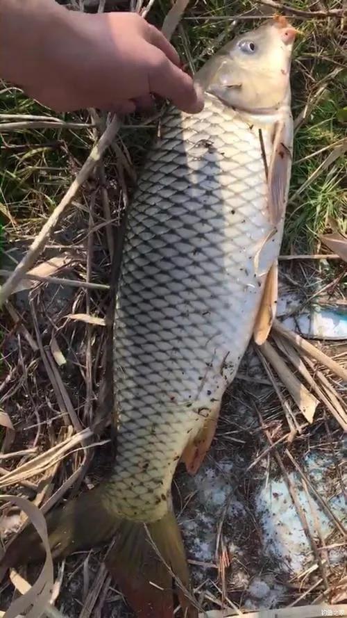 钓鲤鱼注意事项和禁忌,钓鲤鱼的六大实用技巧