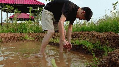 儿歌池塘里小泥鳅,池塘泥鳅儿歌