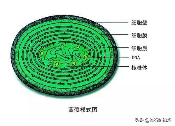 植物进化历程之藻类,藻类植物进化历程