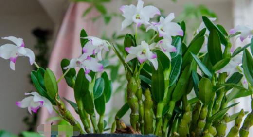 养石斛的正确方法,养石斛兰有诀窍