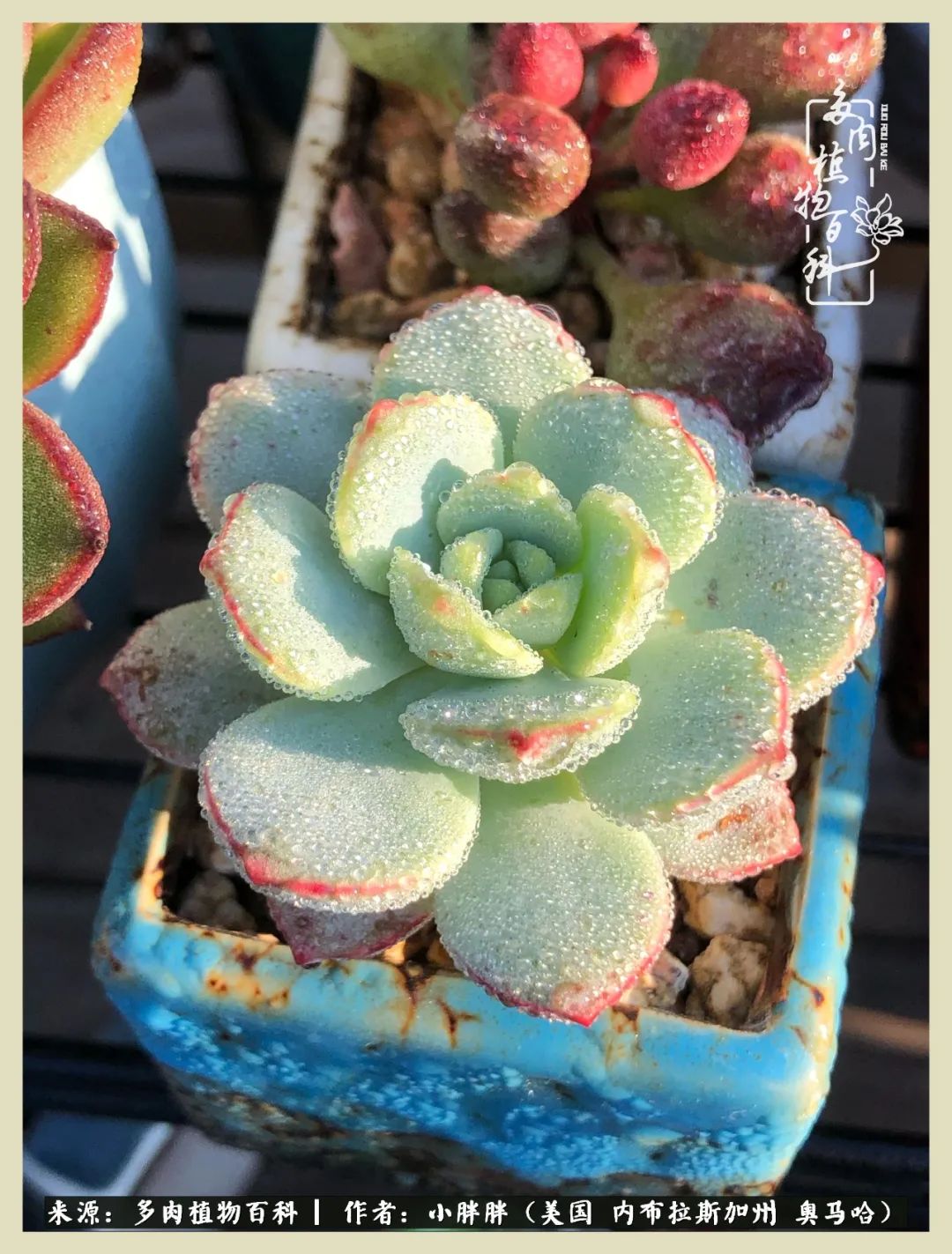 多肉小白入坑攻略,多肉小白2个月成功入坑