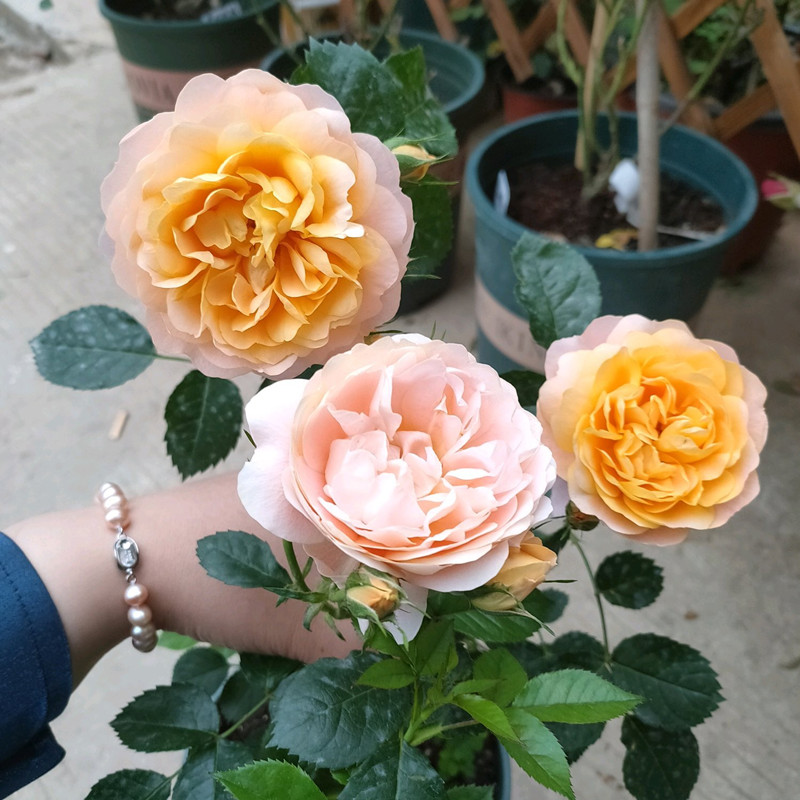 月季根腐烂怎么补救,月季根系烂如何补救