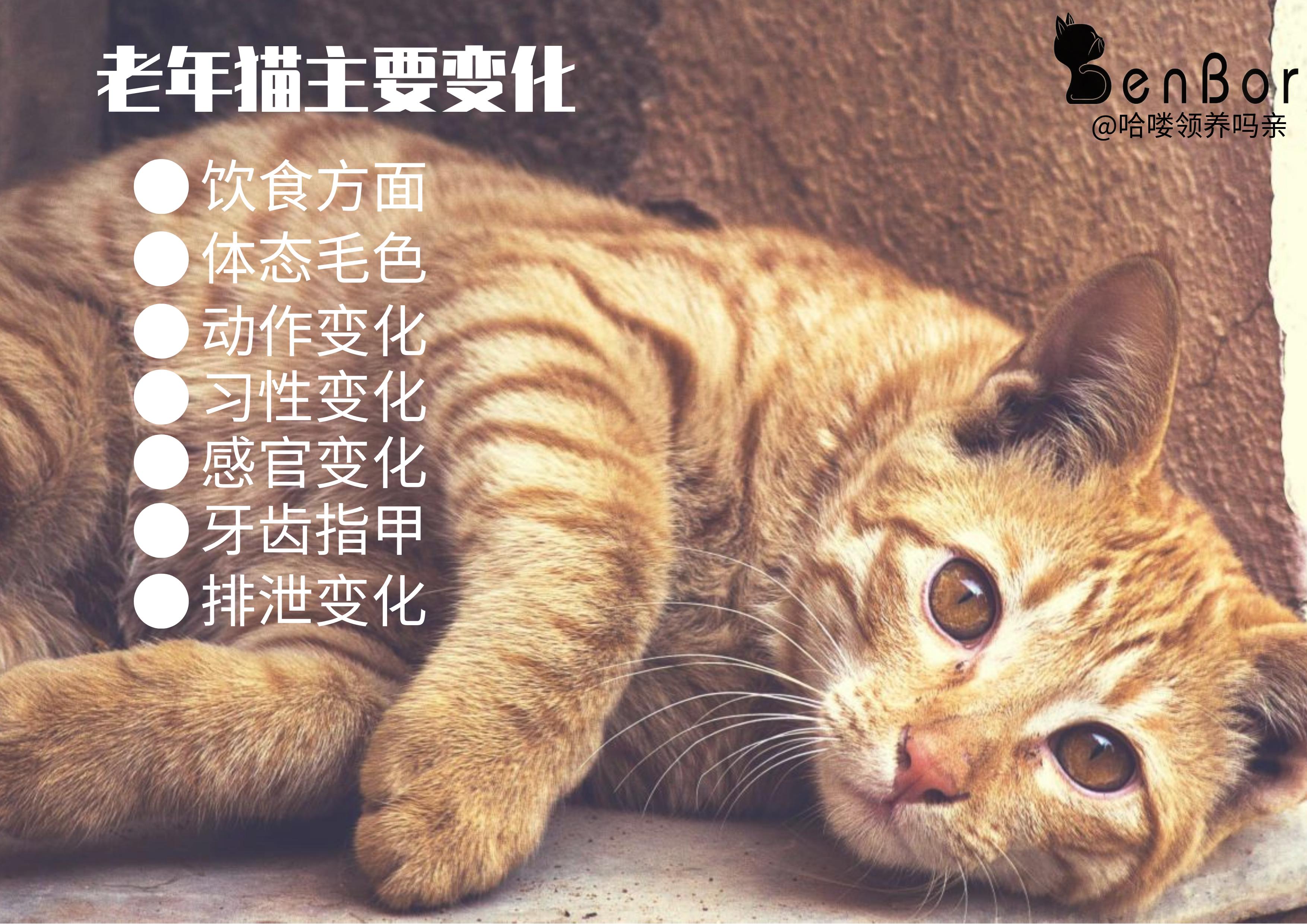 猫能活13年，你做好给猫咪养老的准备了吗？快收下这份养老手册