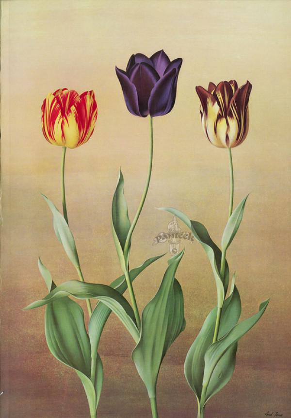 用郁金香表白语录,关于郁金香表白的浪漫句子