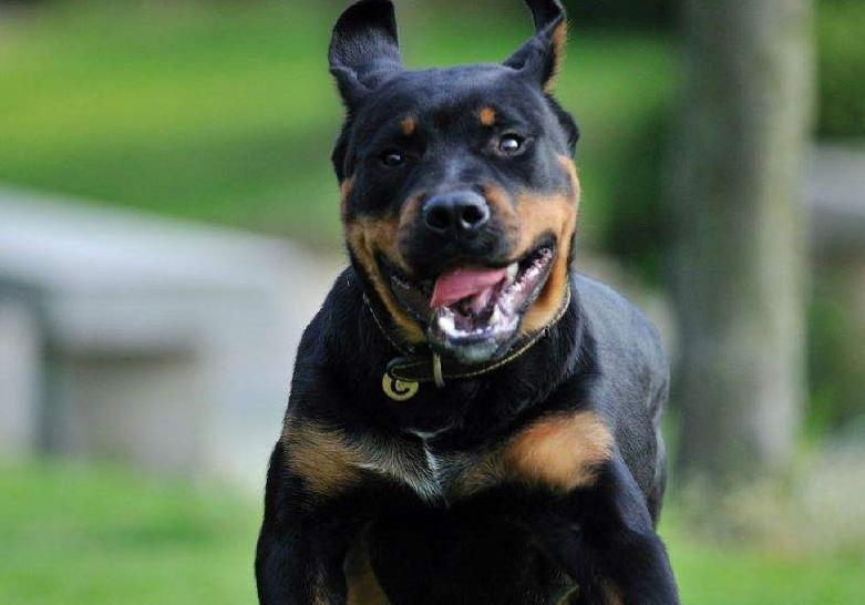 这6种狗已经被公布禁养,最不能养的十种狗白送你都不要