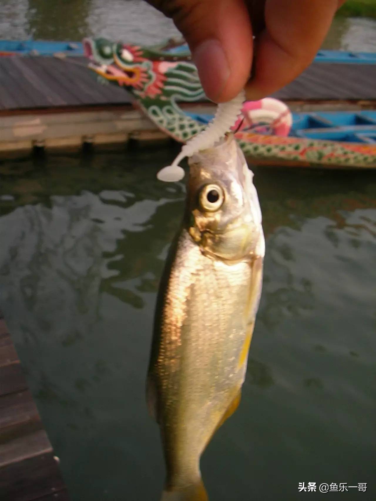 钓鱼一哥全部作品,河道钓翘嘴的正确方法与技巧